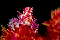 Candy crab (Hoplophrys oatesi), with soft coral polyps stuck to its body, on soft coral (Dendronepthya sp) at night.  Yillet Kecil, Yillet Islands, Misool, Raja Ampat, West Papua, Indonesia. Ceram Sea...