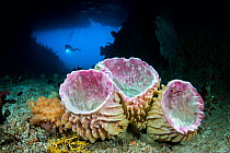 Diver swimming through Tolberone Tunnel, a triangular tunnel through the middle of an island in Raja Ampat. Giant barrel sponges (Xestospongia muta) growing on the floor of the tunnel, which have an u...