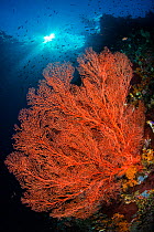 Red sea fan (Melithaea sp.) on a coral reef wall. Nudi Rock, Fiabacet Islands, Misool, Raja Ampat, West Papua, Indonesia.
