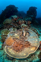 Pair of courting tassled wobbegong sharks (Eucrossorhinus dasypogon) on a large circular plate coral on a coral reef. Blue Magic, Raja Ampat, West Papua, Indonesia. Dampier Strait, Tropical West Pacif...