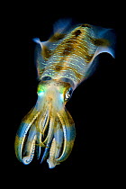 Portrait of Bigfin squid (Sepioteuthis lessoniana) hovering in open water above a coral reef at night. Dampier Strait, Raja Ampat, West Papua, Indonesia. Tropical West Pacific Ocean