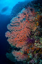 Giant seafans (Melithaea sp.) growing on the wall of a channel between islands,  with Glassfish (Ambassidae) Gorgonian Passage, Wayil Batan, Misool, Raja Ampat, West Papua, Indonesia. Ceram Sea.