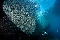 Massive bait ball of Silversides (Atherinidae) sheltering next to an island as it is hunted by Talang queenfish (Scomberoides commersonnianus) and Bonito tuna (Sarda orientalis). Two Tree Rock, Misool...