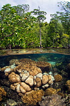 Hard corals growing beneath trees in a mangrove forest. Yanggefo Island, Gam Island, Raja Ampat, West Papua, Indonesia.