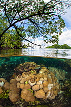 Hard corals growing beneath trees in a mangrove forest. Yanggefo Island, Gam Island, Raja Ampat, West Papua, Indonesia.