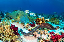 Group of predators hunting together, in an example of 'Nuclear foraging'. The Moray eel (Gymnothorax javanicus) flushes out prey, and is followed by a Napolean wrasse (Cheilinus undulatus) and a Bluef...