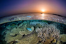 Scissortail sergeants (Abudefduf sexfasciatus) swimming over hard corals (Acropora sp.) on shallow reef at sunset, split level view.  Gubal Island, Egypt. Red Sea.