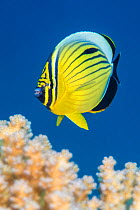Exquiste butterflyfish  (Chaetodon austriacus) swimming over coral looking for polyps to feed on. Ras Katy, Sharm El Sheikh, Sinai, Egypt. Red Sea.