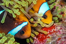 Red Sea anemonefish (Amphiprion bicinctus) rubbing non-stinging side of tentacle of Magnificent sea anemone (Heteractis magnifica) over her freshly laid eggs. This covers them in anemone mucous and pr...