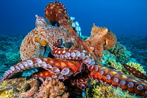 Reef octopus (Octopus cyanea) two fighting, (probably males) Gubal Island, Egypt. Red Sea.