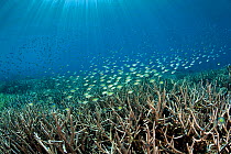 School of Black-axil chromis (Chromis attripectoralis) swimming above branching corals (Acropora sp.) Buyat Bay, North Sulawesi, Indonesia. Molucca Sea.