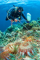 Diver injecting a toxin into Crown of thorn starfish (Acanthaster planci), which feeds on reef building corals. Buyat Bay, North Sulawesi, Indonesia. Molucca Sea.