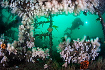 Diver exploring the wreck of HMS Scylla, which is colonized by Dead man's fingers (Alcyonium digitatum). Whitsands Bay, Cornwall, England.  UK, July.