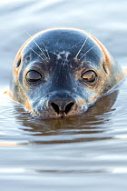 Portrait of Common seal (Phoca vitulina) at the surface, Brancaster Beach, North Norfolk, England, Great Britain, December.