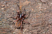 False black widow spider (Steotoda nobilis) Sussex, England, UK, November.