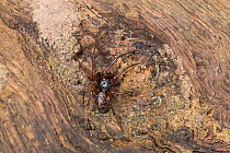 False black widow spider (Steotoda nobilis) Sussex, England, UK, November.