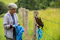 Tolga Bat Hospital director Jenny Maclean rescuing, Spectacled flying fox (Pteropus conspicillatus) caught in barbed wire fence.  Atherton Tablelands, Queensland, Australia. April 2015. Second Place i...
