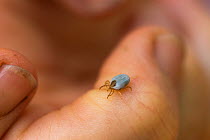 Paralytic tick (Ixodes holocyclus) with engorged body on human hand, this species affects many species, Spectacled flying fox (Pteropus conspicillatus) among them and infects them with a toxin that ca...
