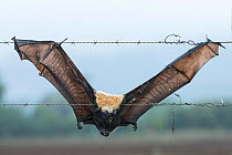 Spectacled flying fox (Pteropus conspicillatus) dead after getting trapped on barbed wire fence. Atherton Tablelands, Queensland, Australia. May. Second Place in the Man and Nature portfolio category...