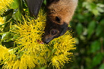 Spectacled flying fox (Pteropus conspicillatus) feeding on nectar from flowers of the Golden penda (Xanthostemon chrysanthus), Atherton Tablelands, Queensland, Australia. June. Second Place in the Man...