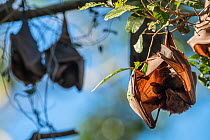 Little red flying fox (Pteropus scapulatus) roosting with baby, Atherton Tablelands, Queensland, Australia. May. Second Place in the Man and Nature portfolio category of the Terre Sauvage Nature Image...