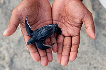 Leatherback baby (Dermochelys coriacea) held in human hand of Eki, from WWF Sorong Staff. Jamursbamedi, West Papua, Indonesia.