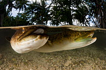 Giant mottled fresh water eels (Anguilla marmorata)  in shallows, split level view, Lissenung Island, Kavieng, New Guinea. Second Place in the Portfolio Award of the Terre Sauvage Nature Images Awards...