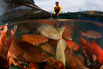 Man moving Grouper fish between fish pens, Tampakan, Kudat, Sabah, Borneo. June 2009. Second Place in the Portfolio Award of the Terre Sauvage Nature Images Awards Competition 2015.