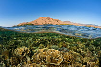 Split level view of coral reef, Komodo National Park, Flores, Lesser Sunda Islands, Indonesia. Second Place in the Portfolio Award of the Terre Sauvage Nature Images Awards Competition 2015.