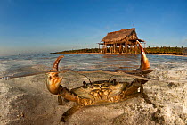 Mud crab (Scylla serrata) in shallow sandy water. Split level with island and thatched house on stilts. Moromahu Island, Wakatobi, South Sulawesi, Indonesia. Second Place in the Portfolio Award of the...