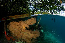 Gorgonian fan coral (Gorgonaceae) in the shallow mangroves, split level. North Raja Ampat, West Papua, Indonesia. Second Place in the Portfolio Award of the Terre Sauvage Nature Images Awards Competit...