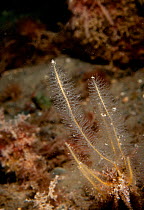 Sea beard hydroid (Nemertesia antennina) Cardigan Bay, Wales, UK. April.