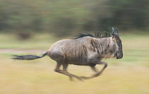 Blue wildebeest  (Connochaetes taurinus) running, Masai Mara, Kenya.