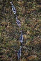 Plains zebra (Equus quagga) group of four walking in single file, aerial view. Masai Mara, Kenya.