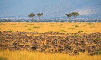 Blue wildebeest (Connochaetes taurinus) herd during migration, Masai Mara, Kenya.