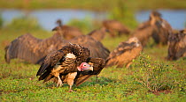 Lappet-faced vulture (Torgos tracheliotus) with White-backed vultures (Gyps africanus) in the background. Greater Kruger National Park, South Africa.