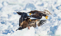 Steller's sea-eagles (Haliaeetus pelagicus) fighting ver pack ice, Hokkaido, Japan, February.
