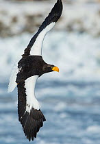 Steller's sea-eagle (Haliaeetus pelagicus) in flight, Hokkaido, Japan, February.