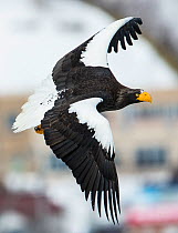 Steller's sea-eagle (Haliaeetus pelagicus) in flight, Hokkaido, Japan, February.