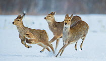 Sika deer (Cervus nippon) three females running and playing in snow. Hokkaido, Japan, March.