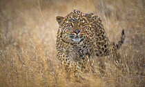 Leopard (Panthera pardus) female stalking in grass, Etosha Namibia