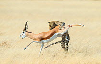 Leopard (Panthera pardus) hunting Springbok (Antidorcas marsupialis) Etosha, Namibia, Finalist in the Mammals Category of the Wildlife Photographer of the Year 2015.