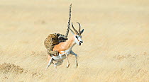 Leopard (Panthera pardus) hunting Springbok (Antidorcas marsupialis) Etosha, Namibia,