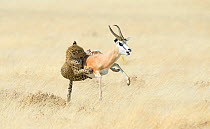 Leopard (Panthera pardus) hunting Springbok (Antidorcas marsupialis) Etosha, Namibia, Sequence 4 of 5