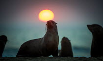South African fur seal (Arctocephalus pusillus pusillus) with setting sun, Walvis Bay, Namibia.