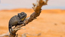 Namaqua chameleon (Chamaeleo namaquensis), Namib Desert, Swakopmund, Namibia.
