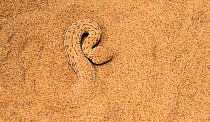 Peringuey's adder, (Bitis peringueyi) in sand, Namib Desert, Swakopmund, Namibia.