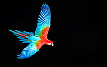 Red-and-green macaw (Ara chloropterus) in flight, Pantanal, Brazil. August.