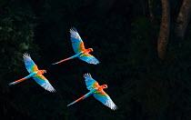 Red-and-green macaw (Ara chloropterus) group of three in flight, Pantanal, Brazil. August.
