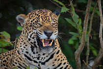 Jaguar (Panthera onca) yawning, Pantanal Brazil.